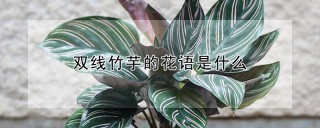 双线竹芋的花语是什么,第1图