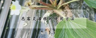 恶霉灵灌根的使用方法,第1图