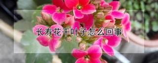 长寿花干叶子怎么回事,第1图