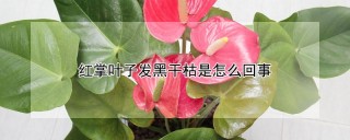 红掌叶子发黑干枯是怎么回事,第1图