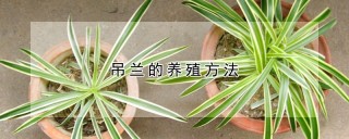 吊兰的养殖方法,第1图