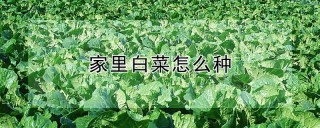 家里白菜怎么种,第1图