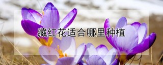 藏红花适合哪里种植,第1图