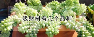 吸财树有几个品种,第1图