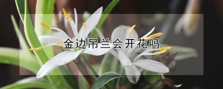 金边吊兰会开花吗,第1图