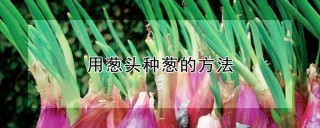 用葱头种葱的方法,第1图