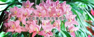 大花蕙兰能年年复花吗,第1图