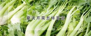 夏天芹菜怎样育苗,第1图