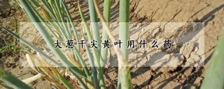 大葱干尖黄叶用什么药,第1图