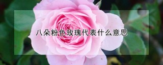 八朵粉色玫瑰代表什么意思,第1图