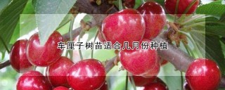 车厘子树苗适合几月份种植,第1图