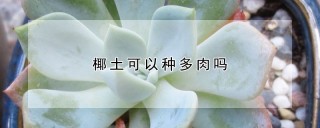 椰土可以种多肉吗,第1图