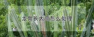 龙骨长太高怎么处理,第1图