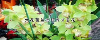 大花蕙兰怎样养才复花,第1图