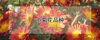 小菊花品种,第1图