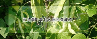 豆角黄叶是什么原因造成的?,第1图