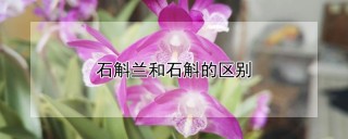 石斛兰和石斛的区别,第1图