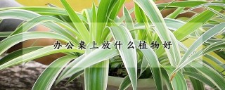 办公桌上放什么植物好,第1图