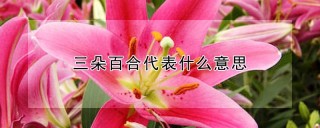 三朵百合代表什么意思,第1图