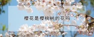 樱花是樱桃树的花吗,第1图