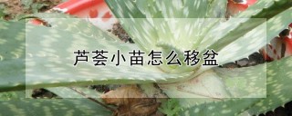 芦荟小苗怎么移盆,第1图