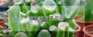 筒叶花月开花吗,第1图