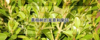 黄杨树的寓意和象征,第1图