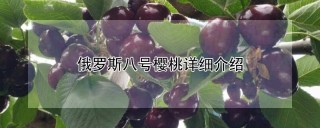 俄罗斯八号樱桃详细介绍,第1图