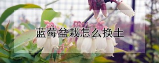 蓝莓盆栽怎么换土,第1图