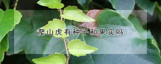 爬山虎有种子和果实吗,第1图