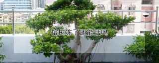 榕树冻了还能活吗,第1图