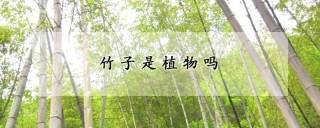 竹子是植物吗,第1图