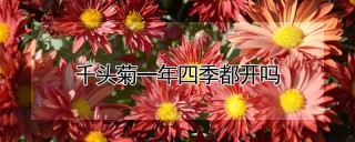 千头菊一年四季都开吗,第1图