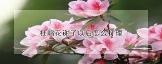 杜鹃花谢了以后怎么打理,第1图