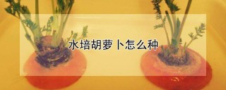 水培胡萝卜怎么种,第1图