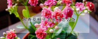 长寿花杆子太长了怎么办,第1图