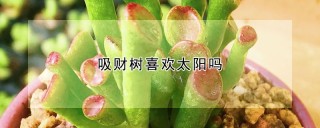 吸财树喜欢太阳吗,第1图