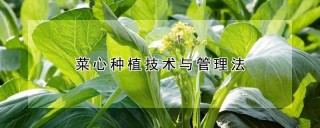 菜心种植技术与管理法,第1图