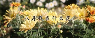 八月代表什么花,第1图