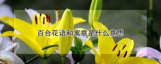 百合花语和寓意是什么意思,第1图