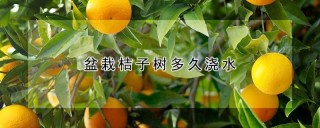 盆栽桔子树多久浇水,第1图