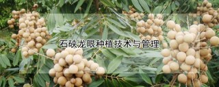 石硖龙眼种植技术与管理,第1图