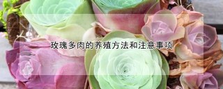 玫瑰多肉的养殖方法和注意事项,第1图