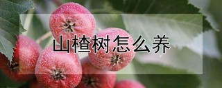 山楂树怎么养,第1图