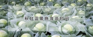 秋甘蓝最晚育苗时间,第1图