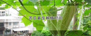 苦瓜最佳种植时间,第1图