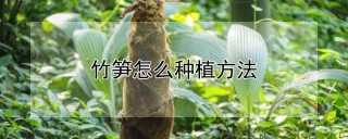 竹笋怎么种植方法,第1图