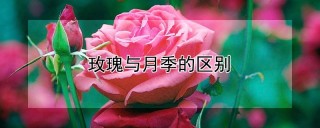 玫瑰与月季的区别,第1图