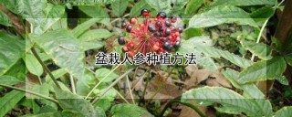 盆栽人参种植方法,第1图