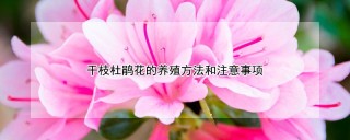 干枝杜鹃花的养殖方法和注意事项,第1图